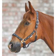 Waldhausen - Licol Déco Petits Chevaux Waldhausen