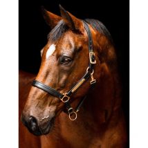 Horseware - Licol En Cuir Rembourré Horseware