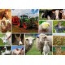 Collage - Farmyard Animals