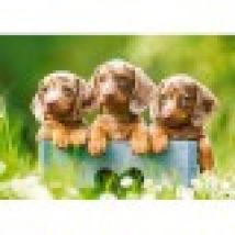 Cute Puppies