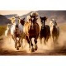Wild Horses