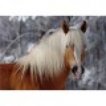 Jigsaw Puzzle - 239 Pieces - Horses Magic : Haflinger I