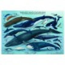 Jigsaw Puzzle - 1000 Pieces - Dolphins and Whales