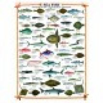The fishes