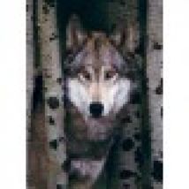 Gray Wolf