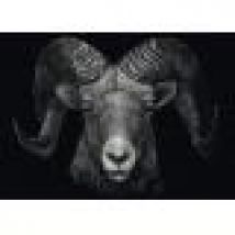 Dominance - Aries : In the Sign of Fire