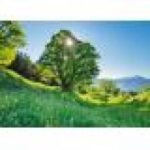 Sycamore Maple in the Sun - St. Gallen, Switzerland