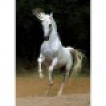 Jigsaw Puzzle - 1000 Pieces - Horses :: White Horse