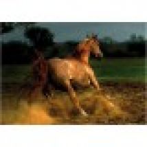 Jigsaw Puzzle - 1000 Pieces - Horses : Beige Horse