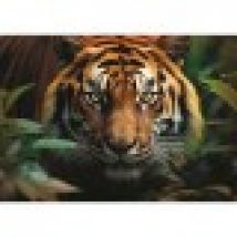 Wild Tiger