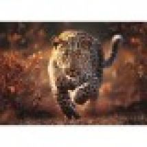 Photo Odyssey: Wild Leopard