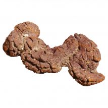 Dinosaurier Koprolith