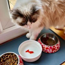 Suck UK Keramik-Katzennäpfe | Katzennapf für Wasser mit 3D-Fisch | Futter- und Bewässerungszubehör für Katzen | Interaktiver Katzen-Wassernapf für ausgewachsene Katzen &amp; Kätzchen | Neuheit Katzengeschenke &amp; Katzengeschenke für Katzenliebhaber
