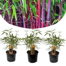 Fargesia Asian - Set Van 3 - Niet Woekerende Bamboe - Pot 13cm - Hoogte 25-40cm