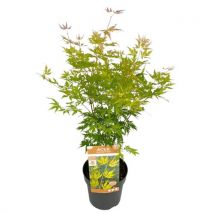 Acer Palmatum 'orange Lace' - Japanse Esdoorn - Pot 19 - Hoogte 60-70cm