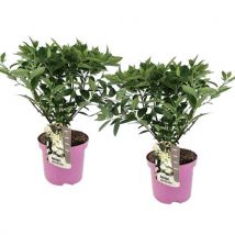Hydrangea Paniculata 'confetti' - Set Van 2 - Hortensia - ⌀19cm - Hoogte 25-40cm