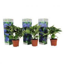Hydrangea Macrophylla - Blauw - Set Van 3 - Hortensia - Pot 9cm - Hoogte 25-40cm