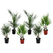 Tuinpalmen - Mix Van 6 Planten - Pot 15cm - Hoogte 50-70cm