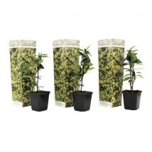 Toscaanse Jasmijn - Set Van 3 - Geel - Tuinplanten - Pot 9cm - Hoogte 25-40cm
