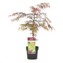 Acer Palmatum 'garnet' - Japanse Esdoorn - Pot 19cm - Hoogte 60-70cm