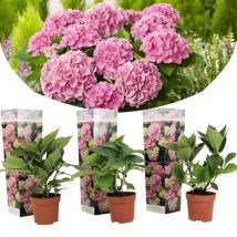 Hydrangea Macrophylla - Roze - Set Van 3 - Hortensia - Pot 9cm - Hoogte 25-40cm