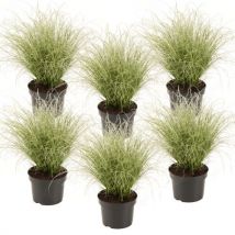 Carex 'amazon Mist' - Set Van 6 - Siergras - Pot 10,5 - Hoogte 15-25cm