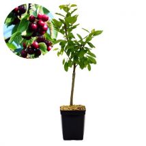 Schramas.com Kersenboom Prunus Avium Kordia Gisela 5 + Pot 23cm
