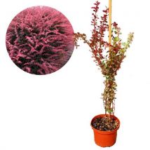 Schramas.com Berberis Thunbergii Rose Glow + Pot 17cm