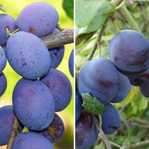 Duo Fruit Plum Tree