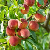 Peach Prunus persica Suncrest
