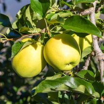 Apple Malus domestica Golden Delicious