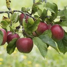 Apple Malus domestica Elshard