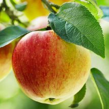Apple Patio Summerred