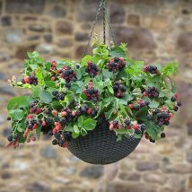 Trailing Blackberry Black Cascade