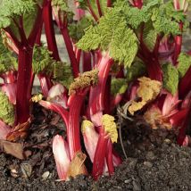 Rhubarb Timperley Early crown