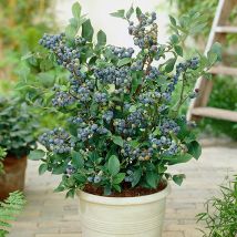Blueberry Collection with Decorative Pots