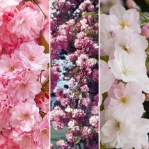 Flowering Cherry Collection