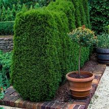 Thuja occidentalis Smaragd