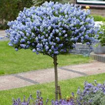 Hardy Ceanothus Standard Californian Lilac Tree