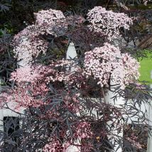 Sambucus nigra Black Lace