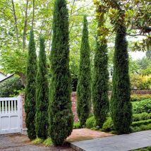 Pair of Italian Cypress trees