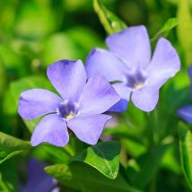 Lesser Periwinkle Vinca minor Bowles Variety