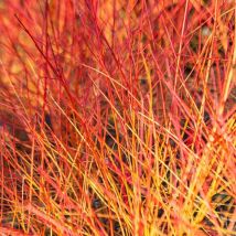 Cornus sanguinea Annys Winter Orange