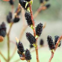 Salix gracilistyla Melanostachys