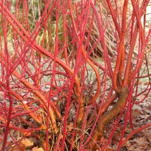 Cornus alba (Dogwood)