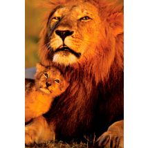 Poster Animali - Lion And Cub