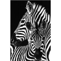 Zebra (Poster Maxi 61x91,5 Cm)