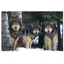 Poster Animaux 257919