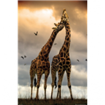 Poster Animaux 257967