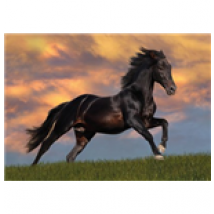 Poster Bob Langrish  258908